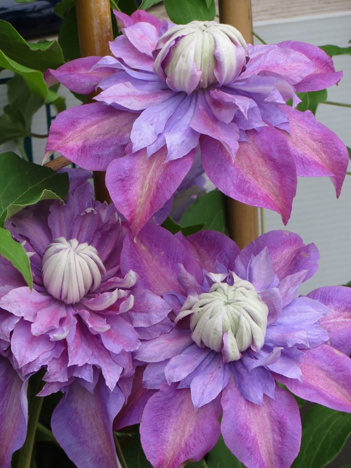 Raymond Evison Clematis